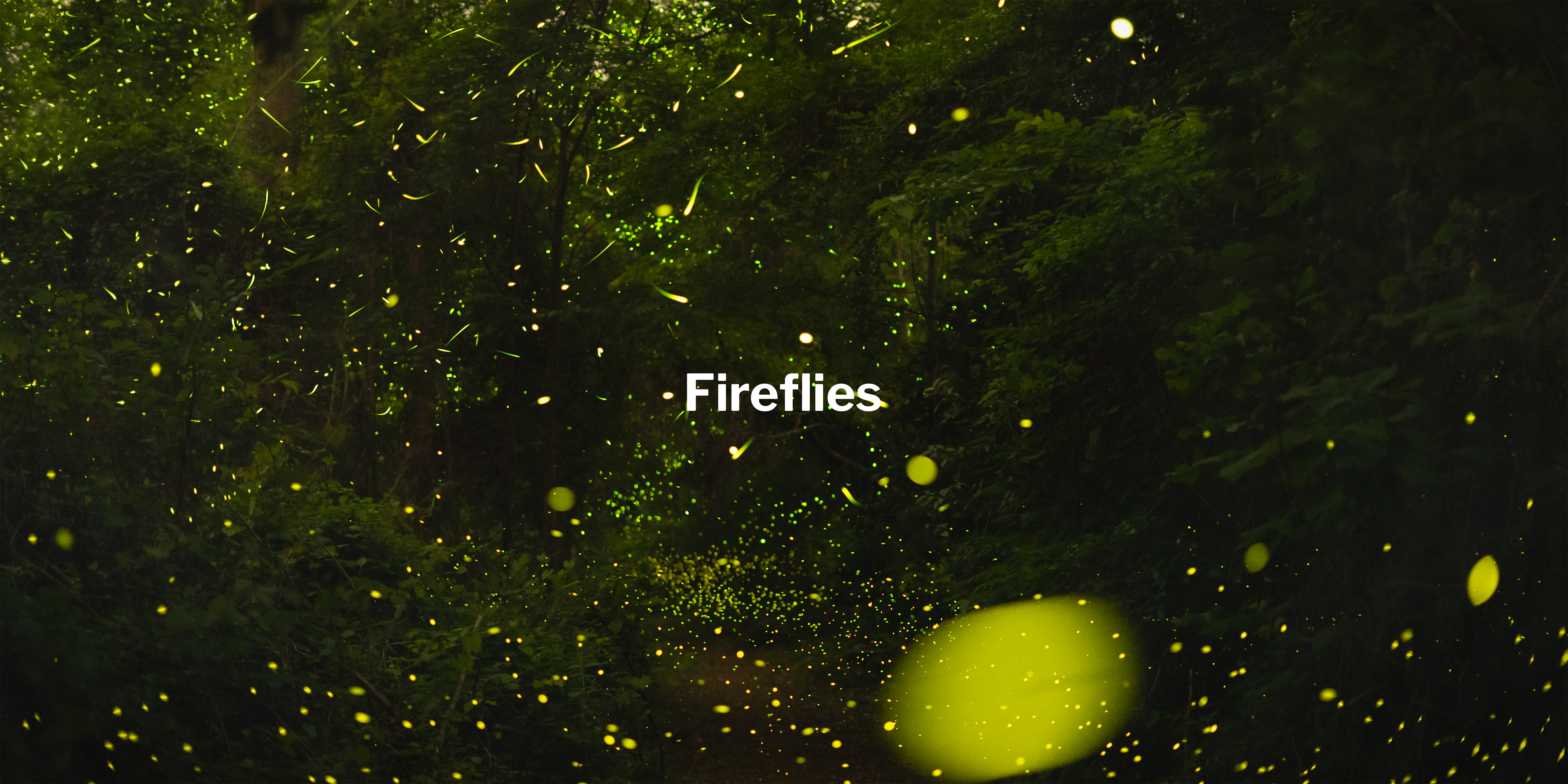 Fireflies