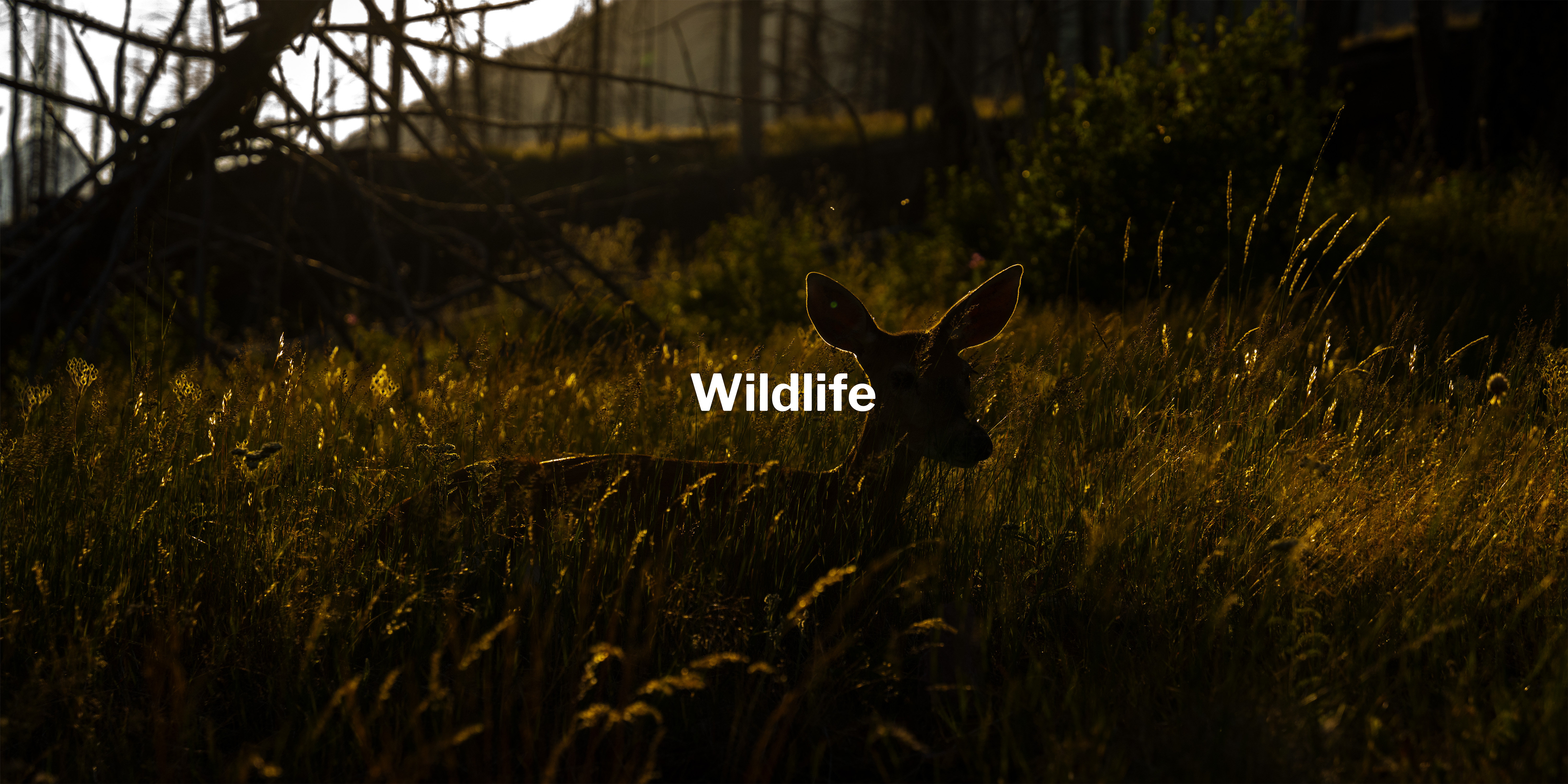 Wildlife